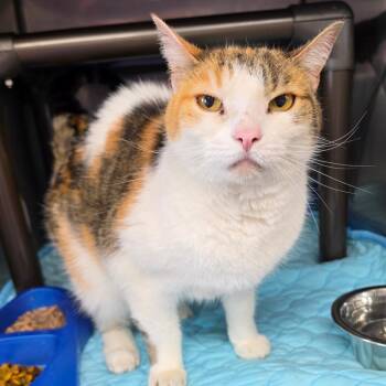 Downy -  Domestic Short Hair Cat Available for Adoption in Jefferson City, Tennessee - Downy | PetCurious
