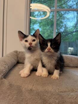 Blacktail -  Domestic Short Hair Cat for Adoption in Arthur, Ontario - Blacktail | PetCurious