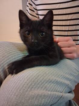 Obsidian -  Domestic Short Hair Cat for Adoption in Logan, Utah - Obsidian | PetCurious