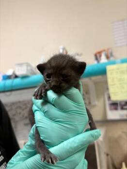 MAYRA -  Domestic Short Hair Cat for Adoption in Riverside, California - MAYRA | PetCurious