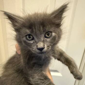 Ratatouille 17 -  Domestic Short Hair Cat for Adoption in Austin, Texas - Ratatouille 17 | PetCurious