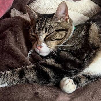 Domestic Short Hair Cats Available for Adoption in Winchester, Virginia - Tommy | PetCurious