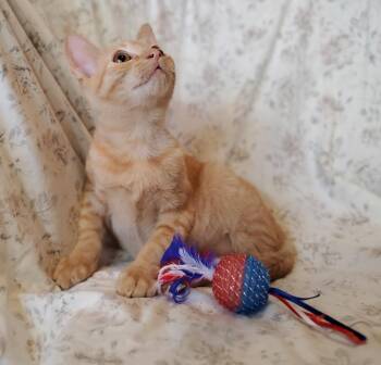 Potato Salad -  Tabby and Domestic Short Hair Cat for Adoption in Dallas, Texas - Potato Salad | PetCurious