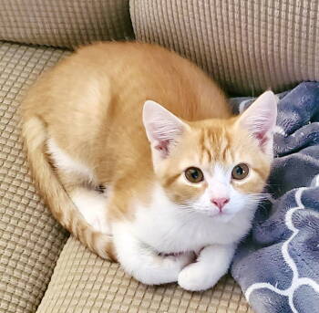 Rescue Domestic Short Hair Cats for Adoption in Camden, South Carolina - Corn Cob | PetCurious