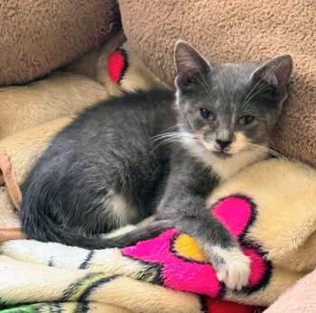 Gus -  Tuxedo Cat for Adoption in Knoxville, Tennessee - Gus | PetCurious