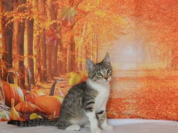 Rescue Domestic Short Hair Cats for Adoption in Oroville, California - DONALD | PetCurious