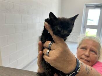 CAPELLA -  Domestic Short Hair Cat for Adoption in Ocala, Florida - CAPELLA | PetCurious