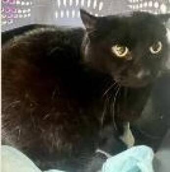 Chunky -  Domestic Short Hair Cat for Adoption in St. Augustine, Florida - Chunky | PetCurious