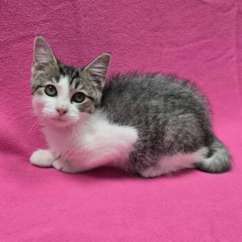 Dandy -  American Shorthair Cat for Adoption in Frankfort, Indiana - Dandy | PetCurious