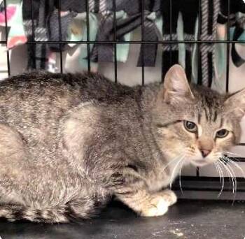 Cranberry -  Domestic Short Hair Cat for Adoption in Ogden, Utah - Cranberry | PetCurious