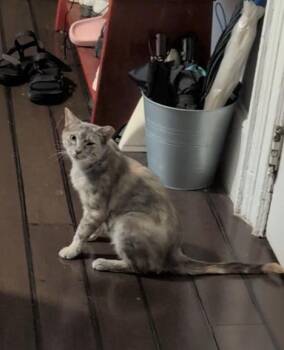 Angelou -  Domestic Short Hair Cat for Adoption - Angelou | PetCurious