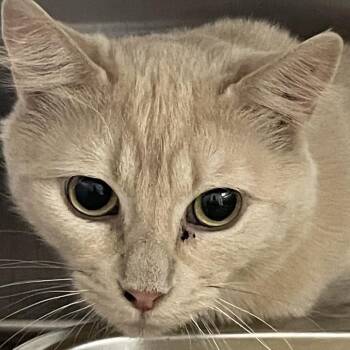 Domestic Short Hair Cats Available for Adoption in Las Vegas, Nevada - Syra | PetCurious