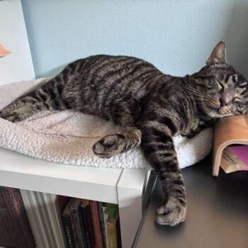 Sylvester -  Domestic Short Hair Cat for Adoption in Tampa, Florida - Sylvester | PetCurious