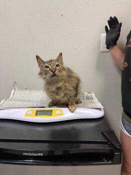 Domestic Medium Hair Cats Available for Adoption in Sorrento, Louisiana - Tanya | PetCurious