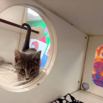 Waffle -  Domestic Short Hair Cat for Adoption in Cheyenne, Wyoming - Waffle | PetCurious