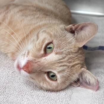 Hancock -  Domestic Short Hair Cat for Adoption in Goleta, California - Hancock | PetCurious