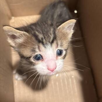 Bitsy(Bobby) -  Domestic Short Hair Cat for Adoption in Overland Park, Kansas - Bitsy(Bobby) | PetCurious