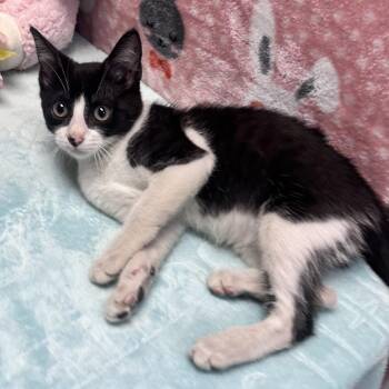 Cassidy -  Domestic Short Hair Cat for Adoption in Houston, Texas - Cassidy | PetCurious