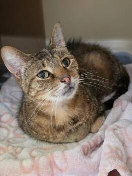 Frost Pancakes -  Domestic Short Hair Cat for Adoption in Bloomington, Indiana - Frost Pancakes | PetCurious