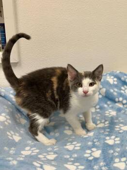 Cotton Candy -  Domestic Short Hair Cat for Adoption in Newberg, Oregon - Cotton Candy | PetCurious