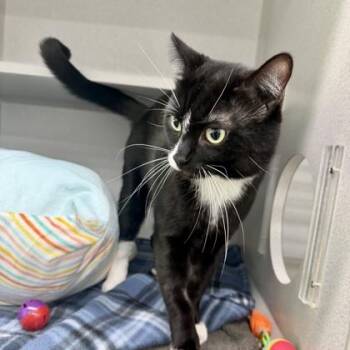 Soxx -  Domestic Short Hair Cat for Adoption in Atlanta, Georgia - Soxx | PetCurious