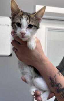 Kevin -  Domestic Short Hair Cat for Adoption in Dyersburg, Tennessee - Kevin | PetCurious