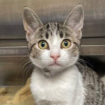 Mountain Dew -  Domestic Short Hair Cat for Adoption in Hawthorne, California - Mountain Dew | PetCurious