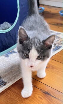 Rescue Domestic Long Hair Cats for Adoption in Nazareth, Pennsylvania - Teak Kitten | PetCurious