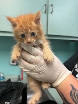 DIJON -  Domestic Short Hair Cat Available for Adoption in Fort Walton Beach, Florida - DIJON | PetCurious