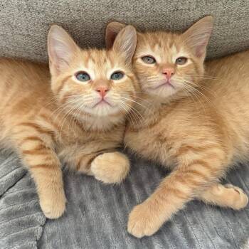 Clark CEO -  Domestic Short Hair Cat for Adoption in Muncie, Indiana - Clark CEO | PetCurious