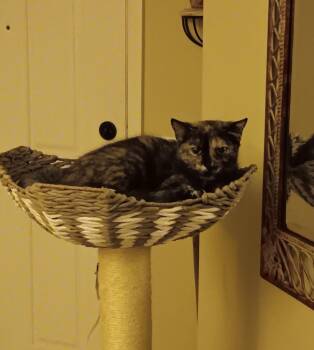 Domestic Short Hair Cats Available for Adoption in Youngtown, Arizona - Niamh | PetCurious