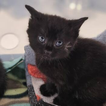 Domestic Short Hair Cats Available for Adoption in Evansville, Indiana - Petunia | PetCurious