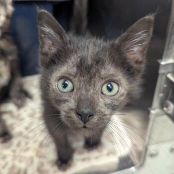 Leroy -  Domestic Short Hair Cat for Adoption in Evansville, Indiana - Leroy | PetCurious