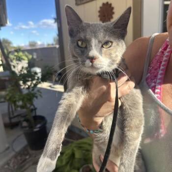 Oasis -  Domestic Short Hair Cat for Adoption in Las Vegas, Nevada - Oasis | PetCurious