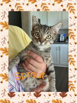 Rescue Tabby Cats for Adoption in Lebanon, Missouri - Sprout | PetCurious