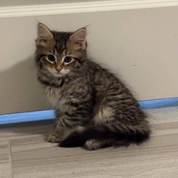 Domestic Medium Hair Cats Available for Adoption in Bentonville, Arkansas - Buzz | PetCurious