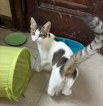 Scrabbles -  Domestic Short Hair Cat for Adoption in Ferndale, Michigan - Scrabbles | PetCurious