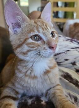 Rescue Domestic Short Hair Cats for Adoption in Adrian, Michigan - Smee | PetCurious