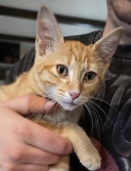 Celestine -  Tabby Cat for Adoption in Trophy Club, Texas - Celestine | PetCurious