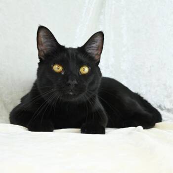 Louie -  Domestic Short Hair Cat for Adoption in Mobile, Alabama - Louie | PetCurious