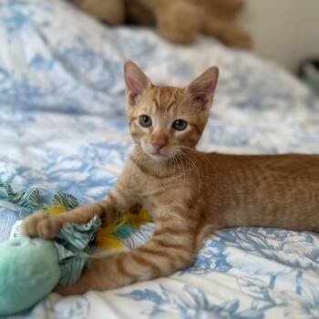 Garfield -  Domestic Short Hair Cat for Adoption in Port Richey, Florida - Garfield | PetCurious