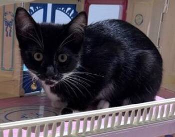Pixie -  Domestic Short Hair Cat for Adoption in Burnaby, British Columbia - Pixie | PetCurious