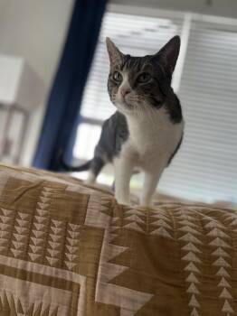 COTTON -  Domestic Short Hair Cat for Adoption in Broomfield, Colorado - COTTON | PetCurious