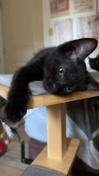 Dandy -  Domestic Short Hair Cat for Adoption in Courtenay, British Columbia - Dandy | PetCurious