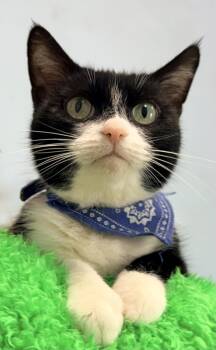 Kiwi -  Tuxedo Cat for Adoption in Horseshoe Bend, Arkansas - Kiwi | PetCurious
