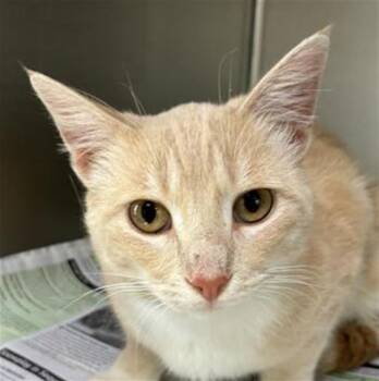 Domestic Short Hair Cats Available for Adoption in Visalia, California - A253278 | PetCurious