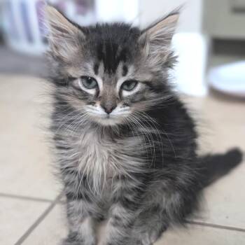Guiness -  Domestic Long Hair Cat for Adoption in Chattanooga, Tennessee - Guiness | PetCurious