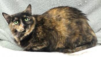 Rose -  Domestic Short Hair Cat for Adoption in Thief River Falls, Minnesota - Rose | PetCurious