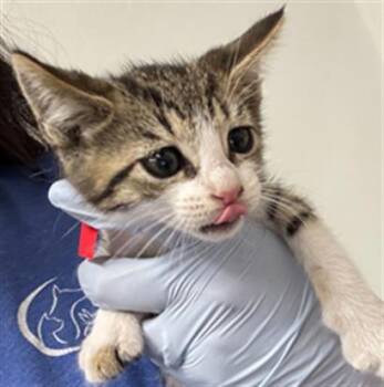 A885164 -  Domestic Short Hair Cat for Adoption in Camarillo, California - A885164 | PetCurious