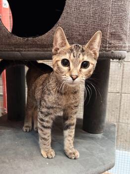 Rescue Domestic Short Hair Cats for Adoption in Peace River, Alberta - Glinda | PetCurious